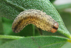 Rhogogaster picta