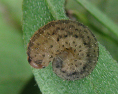 Rhogogaster picta