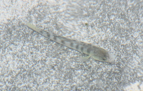 Anatolichthys saldae balığı