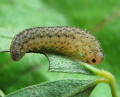Rhogogaster picta