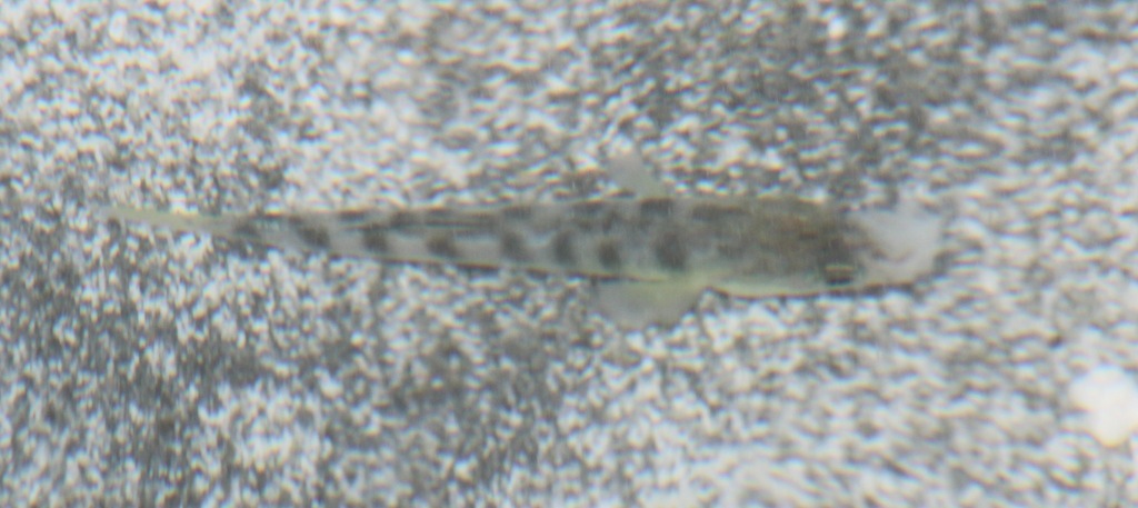 Anatolichthys saldae