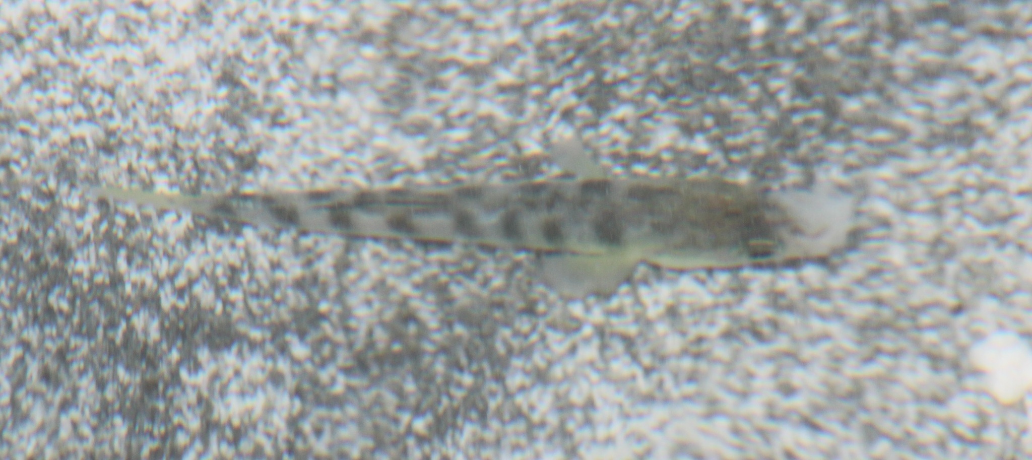 Anatolichthys saldae