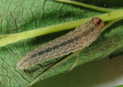 Rhogogaster picta