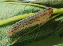 Rhogogaster picta