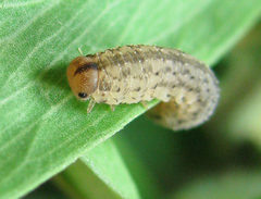 Rhogogaster picta