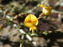 Aspalathus acuminata acuminata