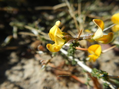 Aspalathus acuminata acuminata