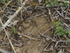 Aspidoscelis lineattissimus