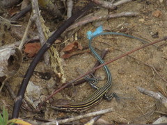 Aspidoscelis lineattissimus