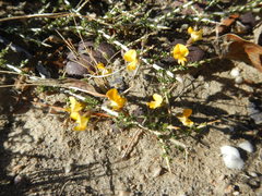 Aspalathus acuminata acuminata