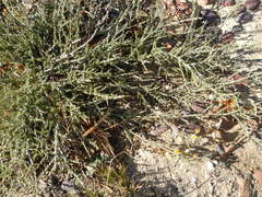 Aspalathus acuminata acuminata