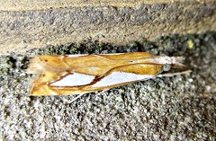 Catoptria pinella