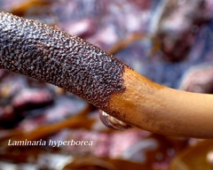 Laminaria
