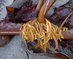 Laminaria