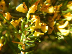 Aspalathus spinosa flavispina