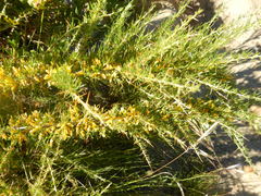 Aspalathus spinosa flavispina