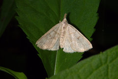 Chytolita morbidalis