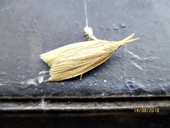 Chilo phragmitella