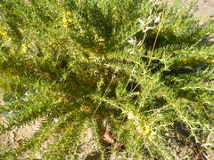 Aspalathus spinosa flavispina