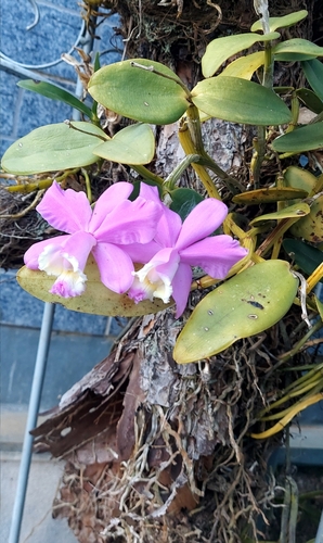 Foto de Catleia