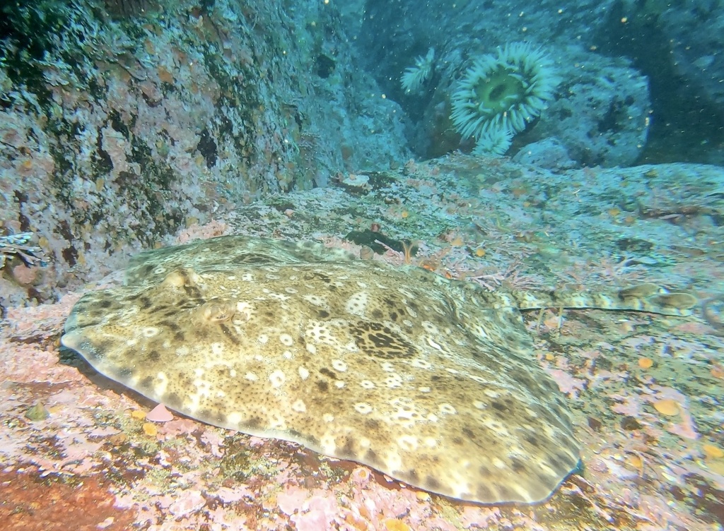 Starry skate (Raja stellulata) — Rajidae