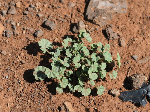 Malva parviflora observed 2023-06-22