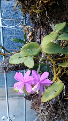 Foto de Catleia