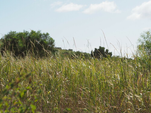 Digitaria insularis observed 2023-06-22