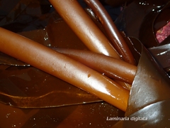 Laminaria