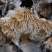 小冠齒菌屬 - Photo 由 Stu Pickell 所上傳的 (c) Stu Pickell，保留部份權利CC BY-NC