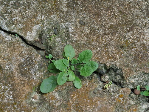 Youngia japonica observed 2023-06-22