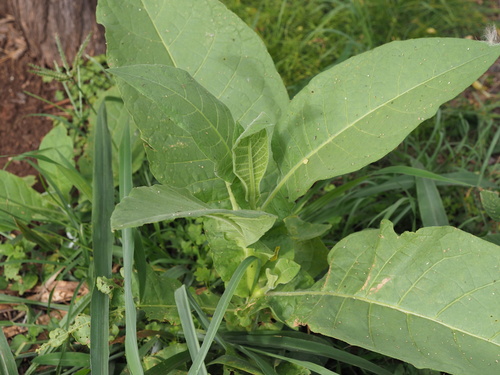 Nicotiana tabacum observed 2023-06-22