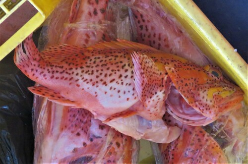 Clemens' scorpionfish (Pontinus clemensi) — Scorpaenidae