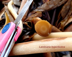 Laminaria
