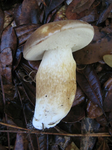 Tylopilus minor image