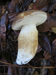 Tylopilus minor image