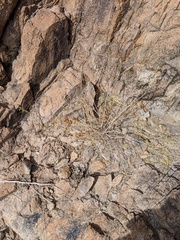 Euphorbia magdalenae