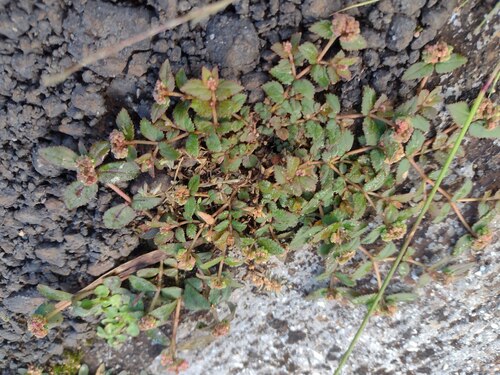 Euphorbia ophthalmica, 2023-06-23