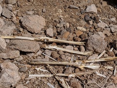 Syngnathoidei