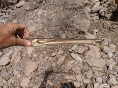 Syngnathoidei