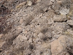 Syngnathoidei