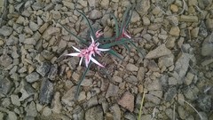 Euphorbia radians