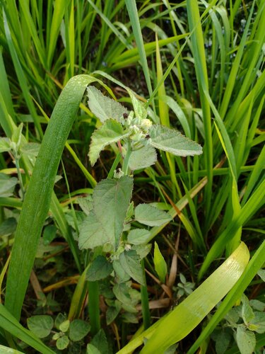 Sida cordifolia observed 2023-06-23