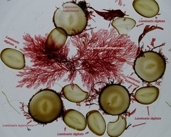 Laminaria
