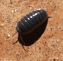 Venezillo stuckchensis