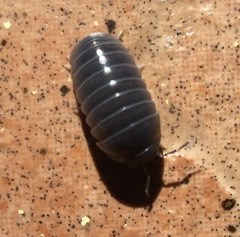 Venezillo stuckchensis