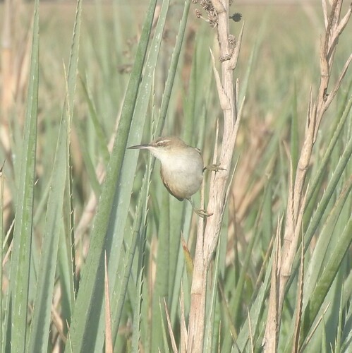 Straight-billed Reedhaunter (Limnoctites rectirostris), photo 5