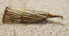 Chrysocrambus linetella