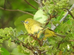 Zosterops anderssoni