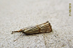 Chrysocrambus linetella